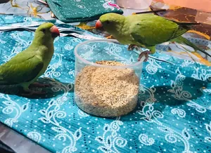 Green Parrot