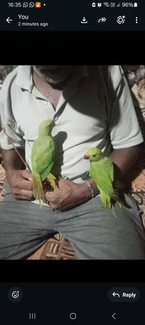 Hand Tamed Green Parrot