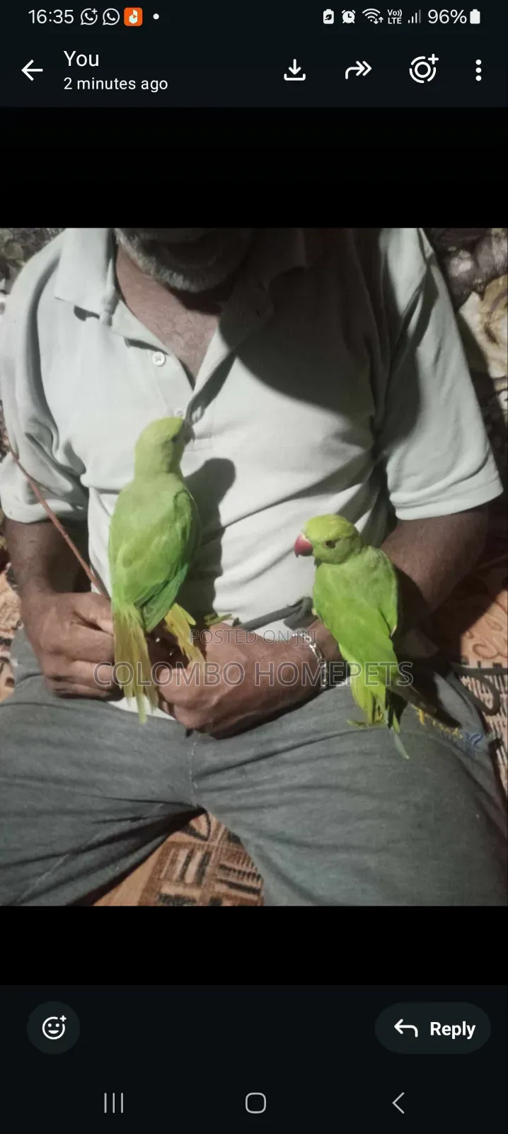 Hand Tamed Green Parrot