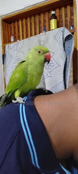 Hand Tamed Green Parrot