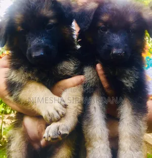 0-1 month Male Purebred German Shepherd