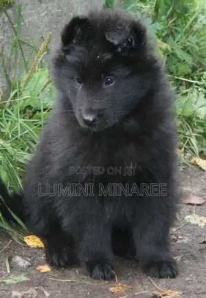 1-3 months Male Mixed Breed German Shepherd
