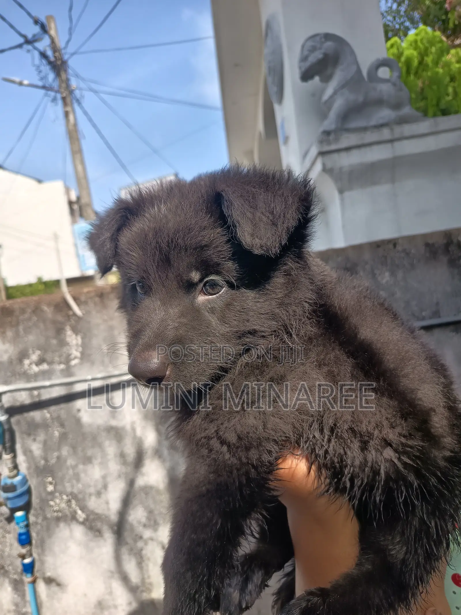 1-3 months Male Mixed Breed German Shepherd