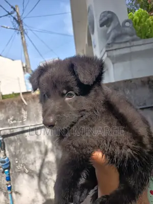 1-3 months Male Mixed Breed German Shepherd