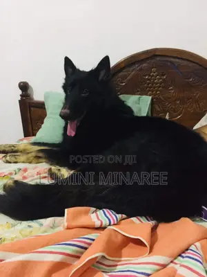 1-3 months Male Mixed Breed German Shepherd