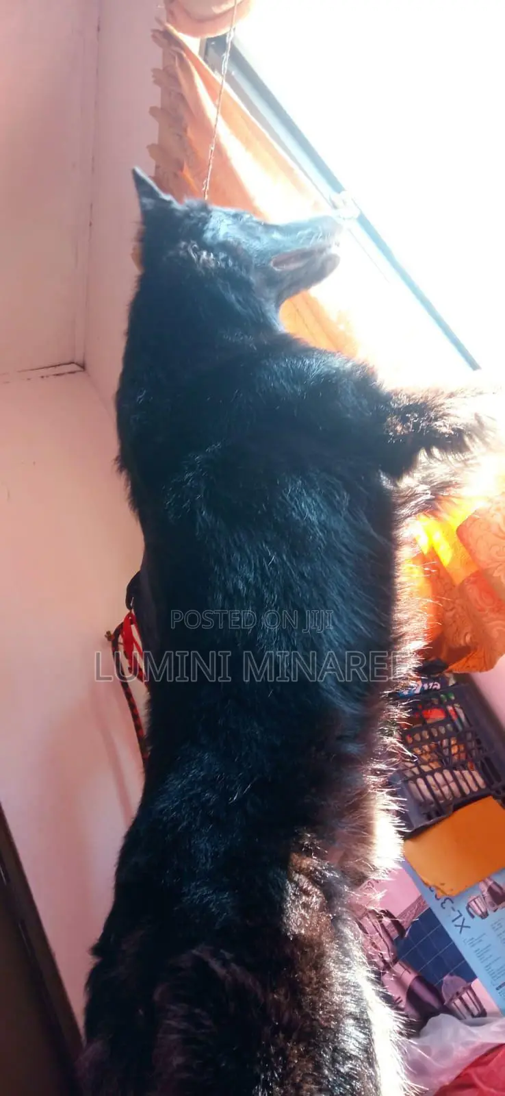 1-3 months Male Mixed Breed German Shepherd