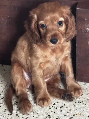 1-3 months Female Purebred Cocker Spaniel