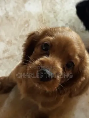 1-3 months Female Purebred Cocker Spaniel