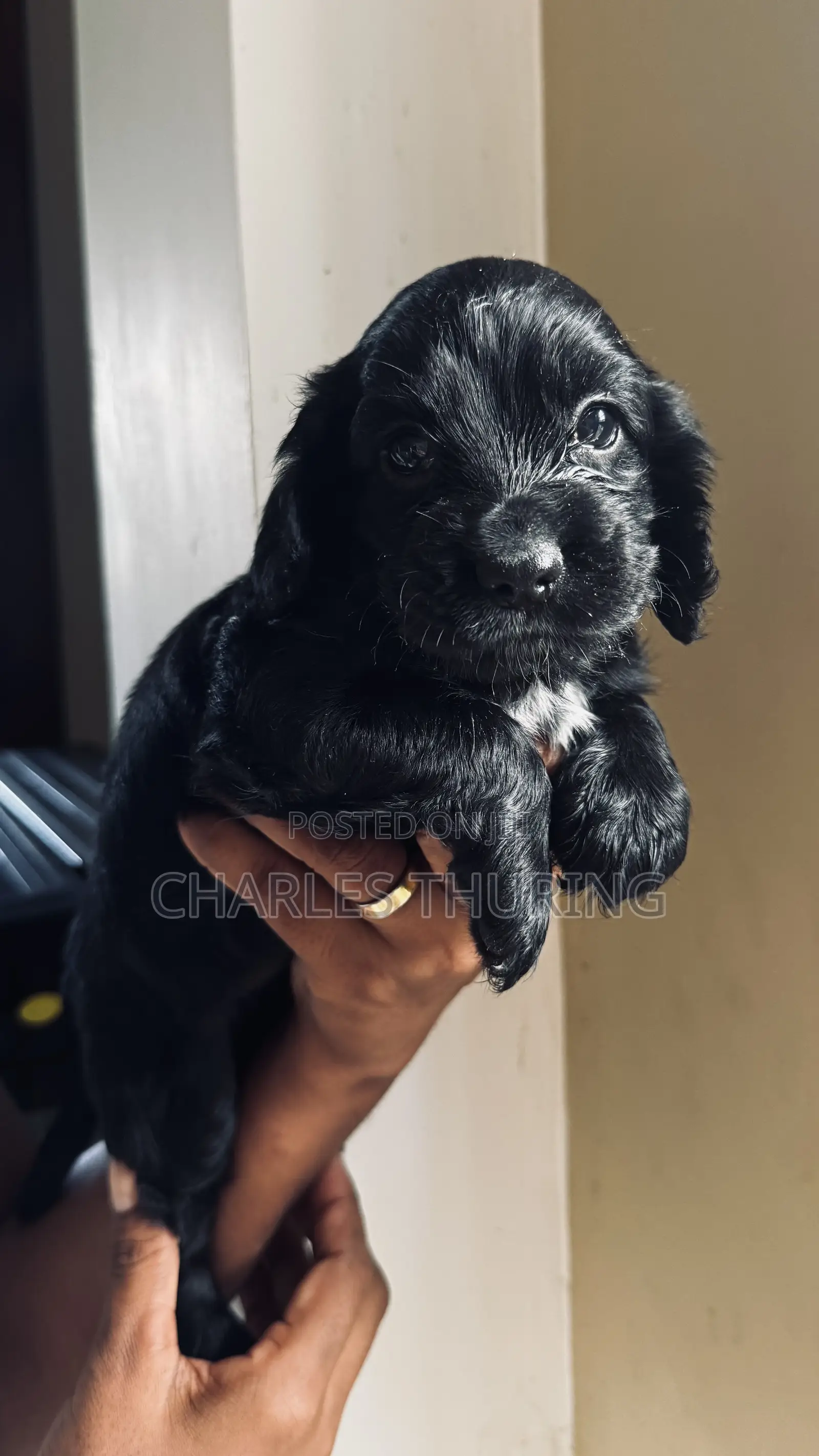 1-3 months Female Purebred Cocker Spaniel