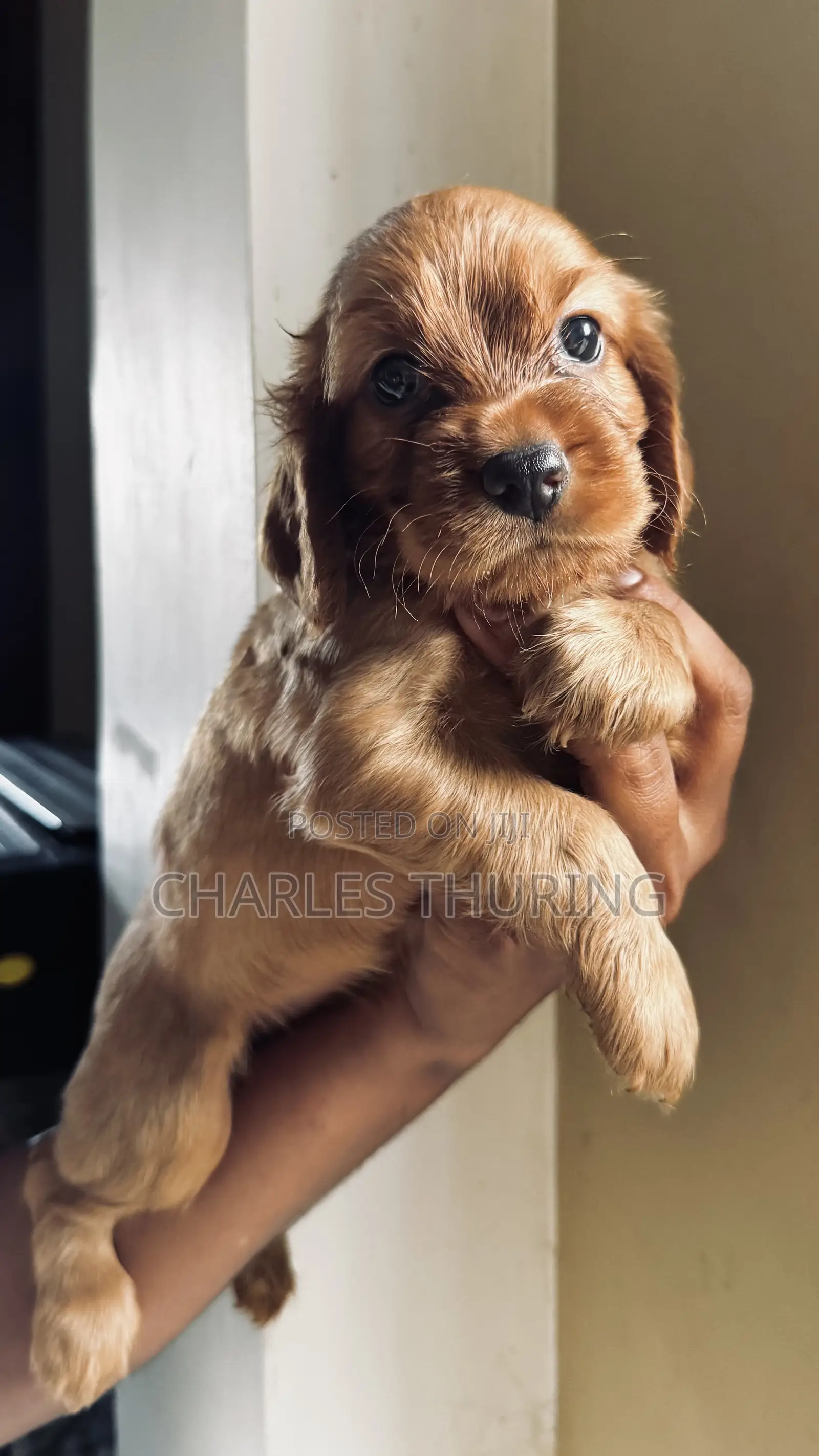 1-3 months Female Purebred Cocker Spaniel