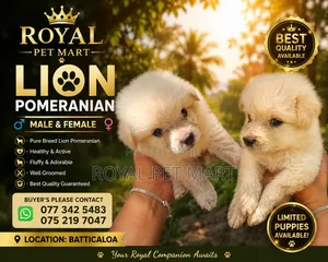 0-1 month Male Purebred Pomeranian