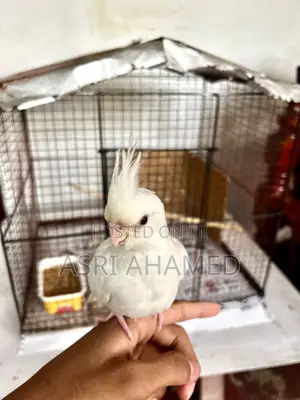 Cocktail With Cage