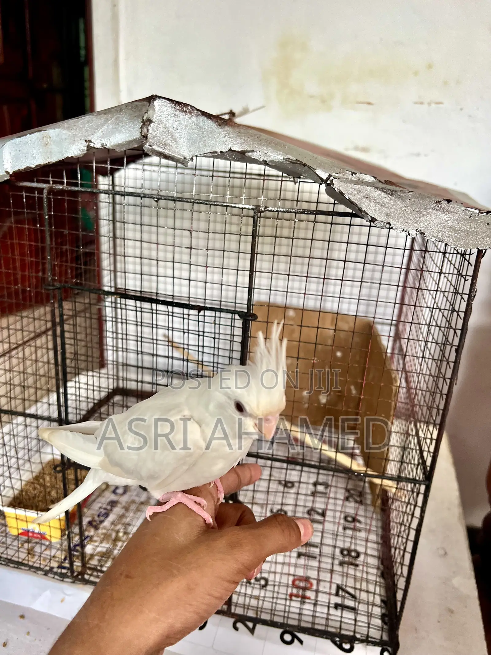 Cocktail With Cage