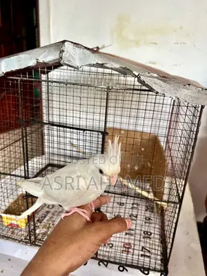 Cocktail With Cage