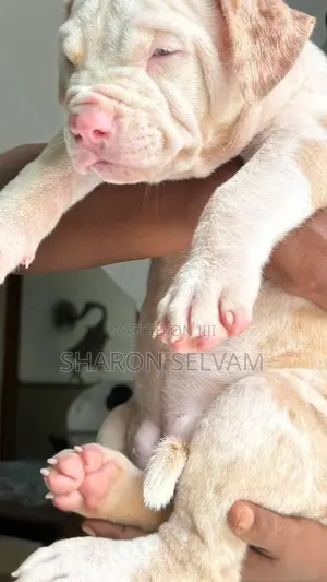 0-1 month Female Purebred American Bully