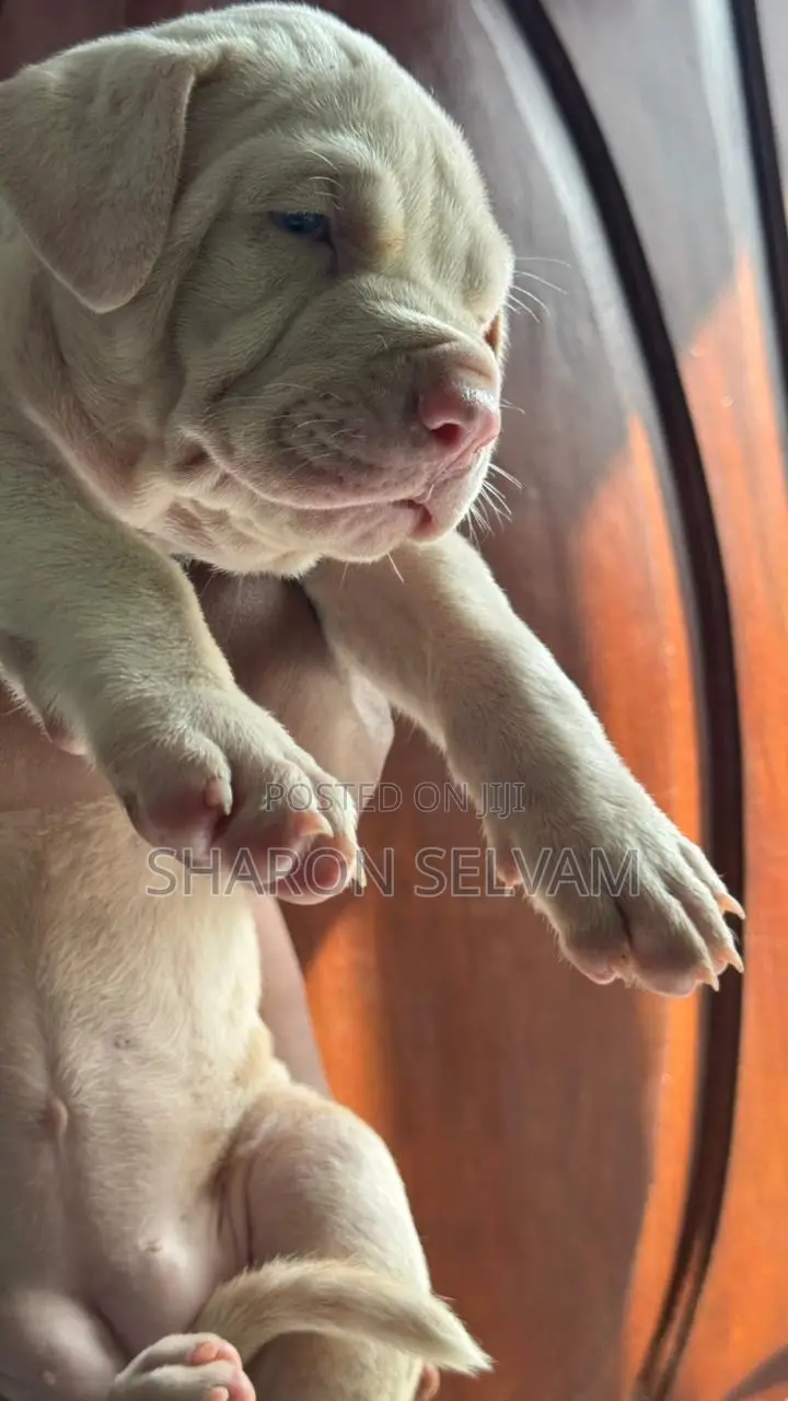 0-1 month Female Purebred American Bully
