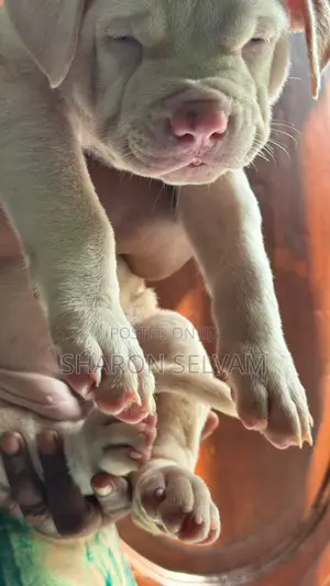 0-1 month Female Purebred American Bully