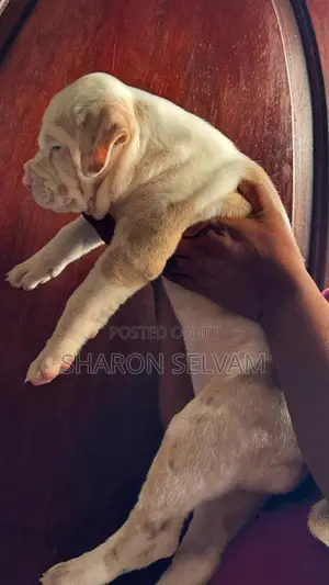 0-1 month Female Purebred American Bully