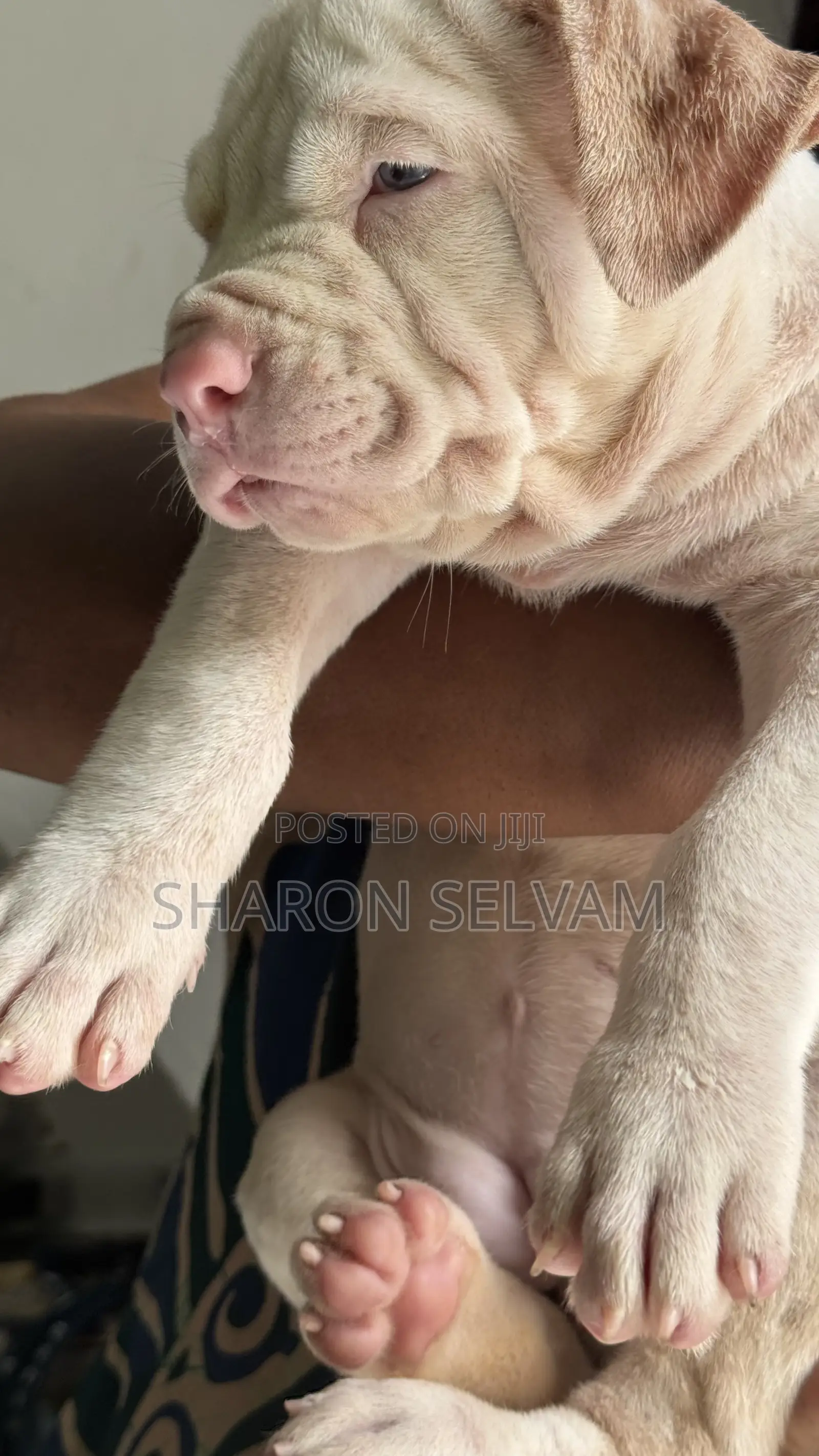 0-1 month Female Purebred American Bully
