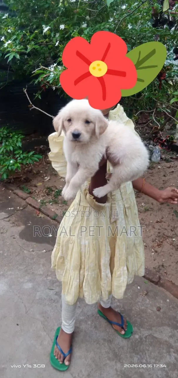 1-3 months Male Purebred Golden Retriever