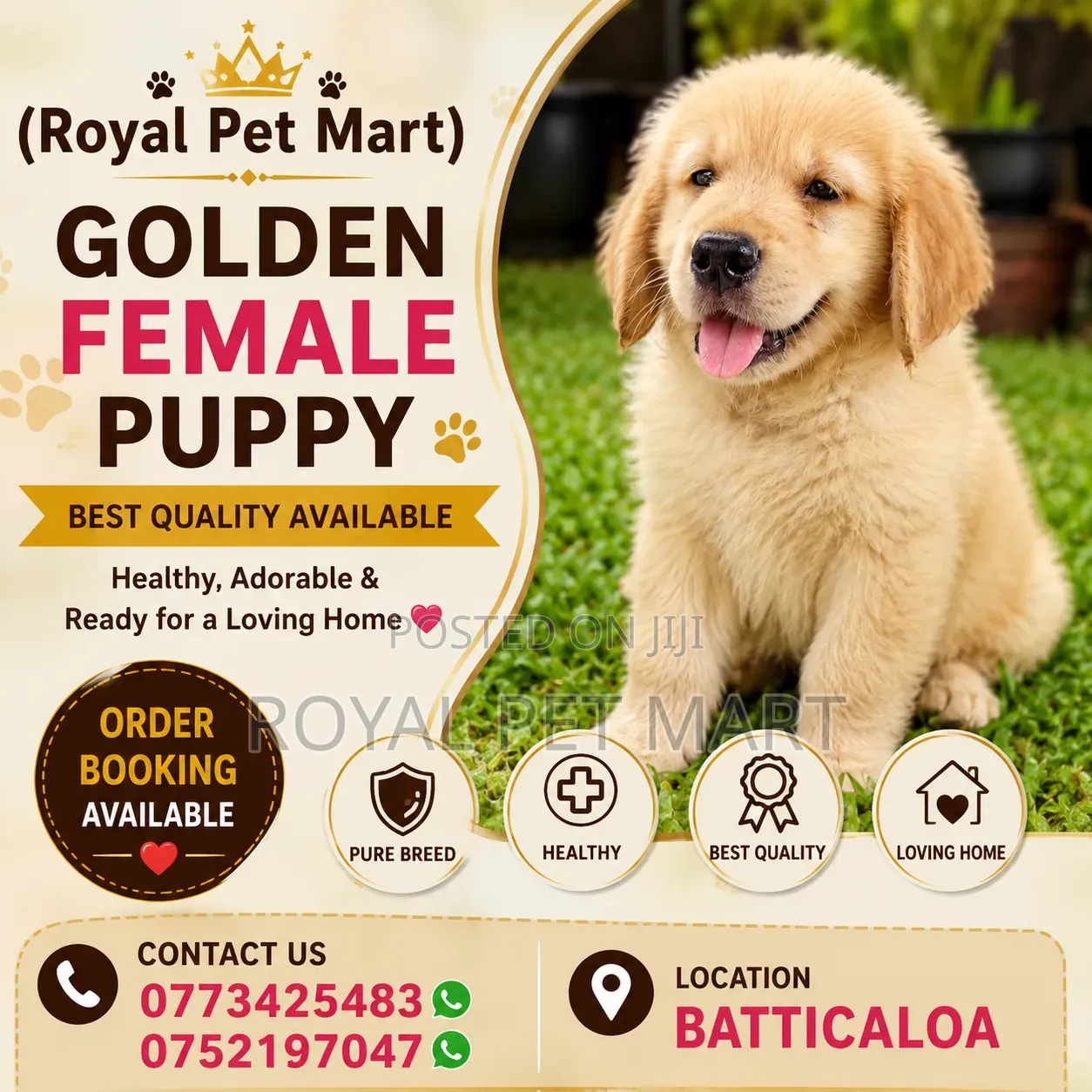 1-3 months Male Purebred Golden Retriever