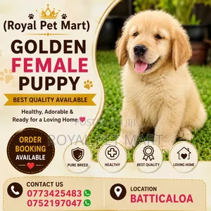 1-3 months Male Purebred Golden Retriever