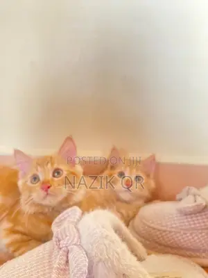 1-3 months Female Purebred Persian