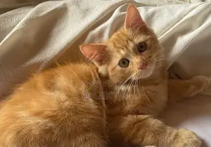1-3 months Female Purebred Persian