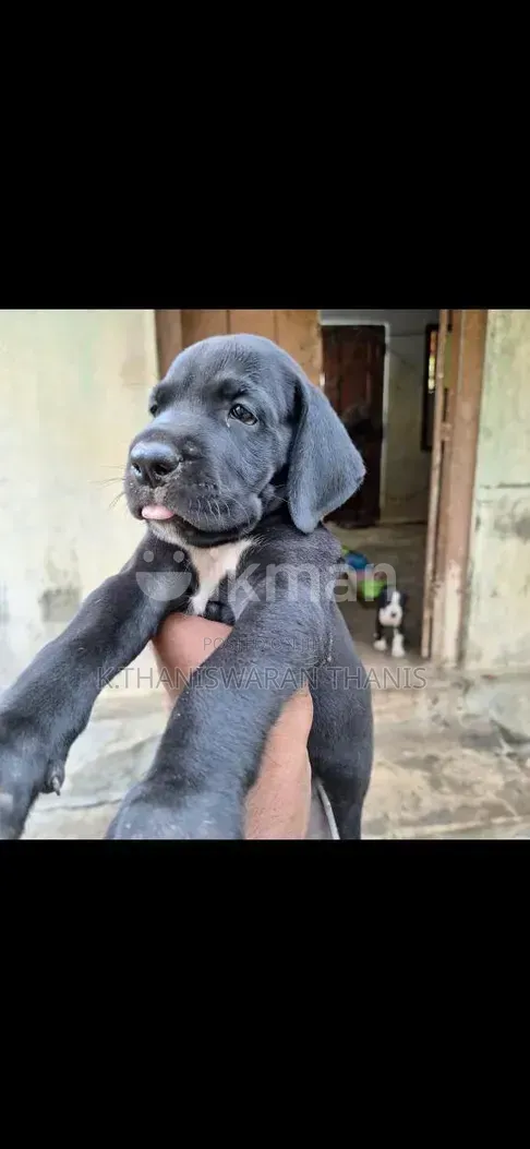 1-3 months Male Purebred Great Dane