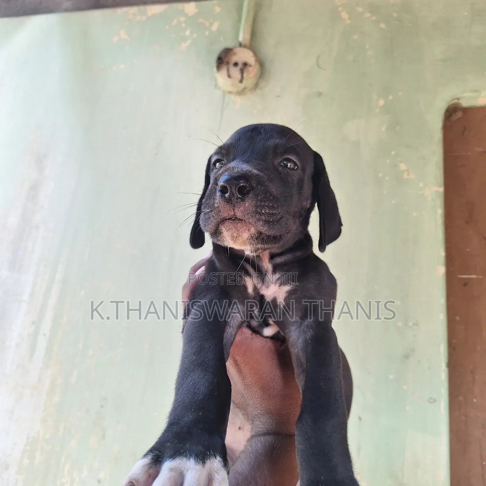1-3 months Male Purebred Great Dane
