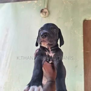1-3 months Male Purebred Great Dane