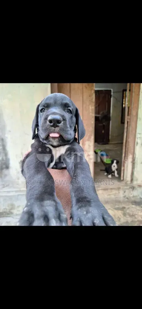 1-3 months Male Purebred Great Dane