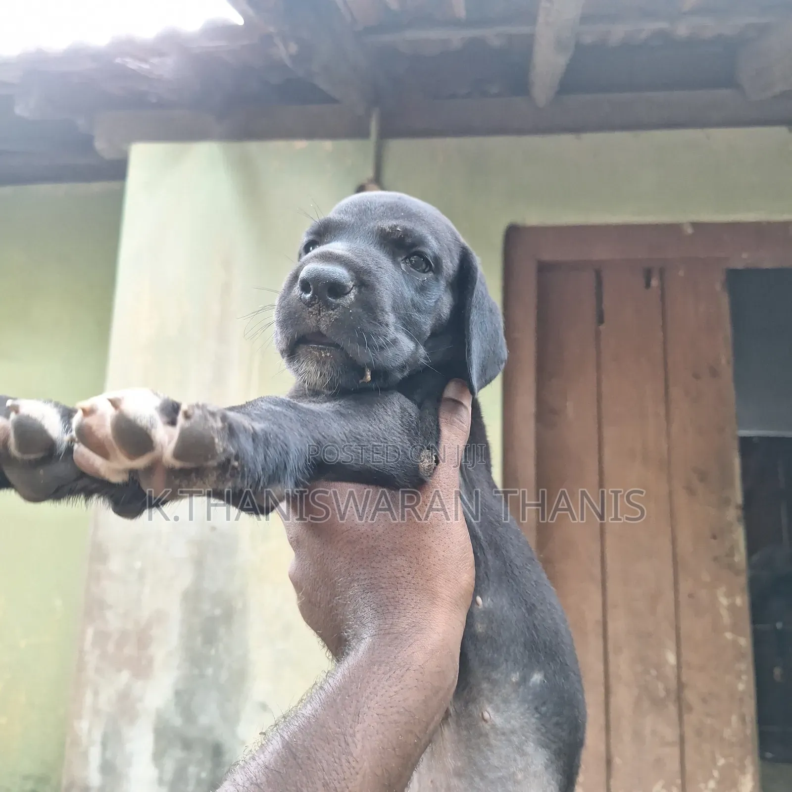 1-3 months Male Purebred Great Dane