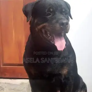 Rottweiler