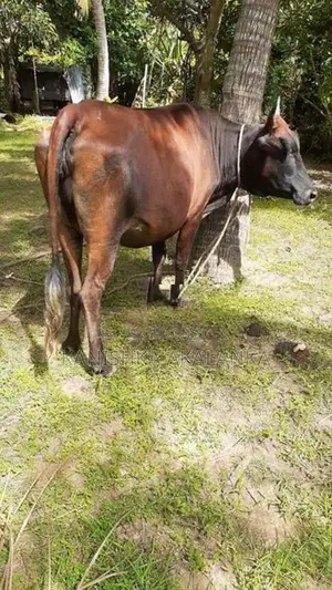 කිරි ගවයින් ( Milk cows )