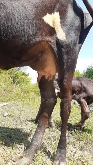 කිරි ගවයින් ( milk cows )