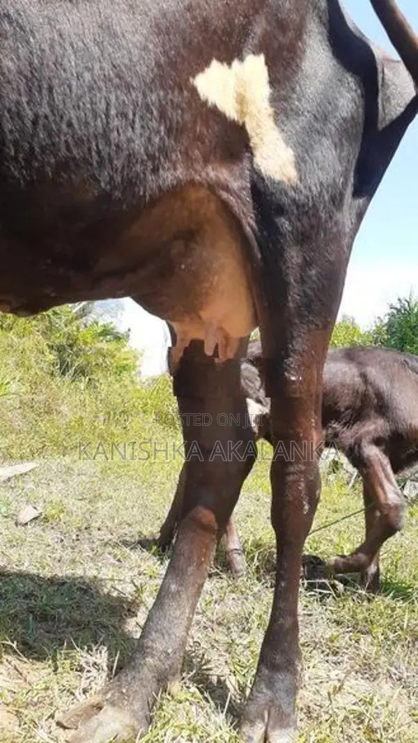 කිරි ගවයින් ( milk cows )