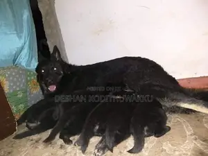 German Shepherd Puppies