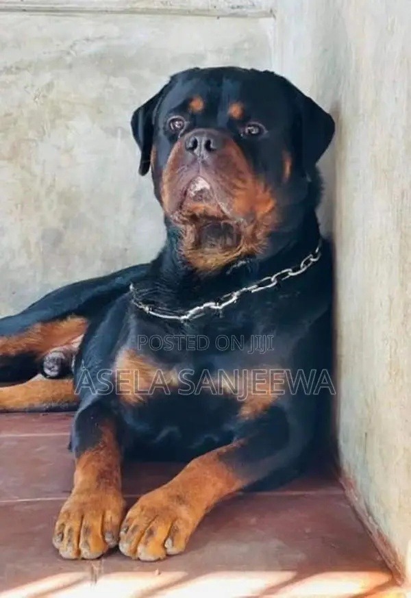 Rottweiler