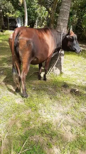 කිරි ගවයින් ( Milk cows )