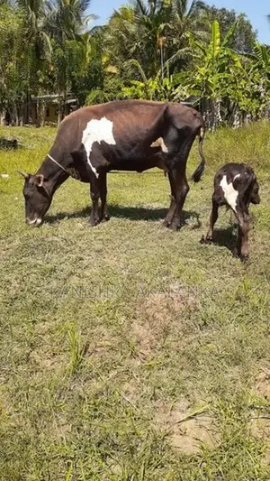 කිරි ගවයින් ( milk cows )