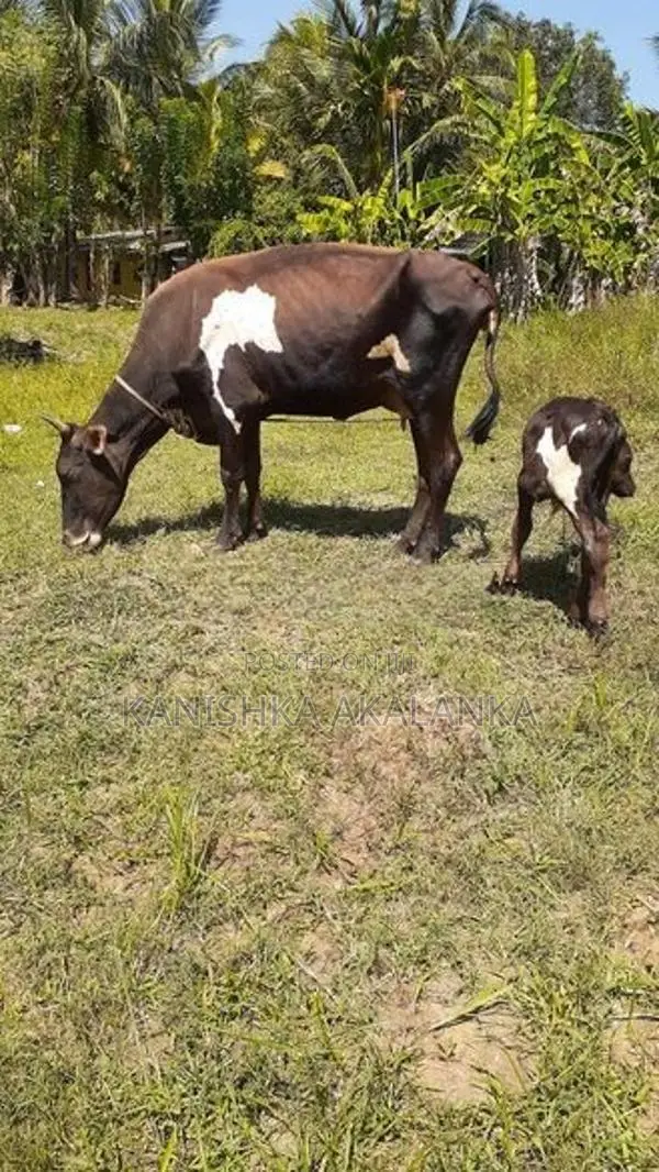 කිරි ගවයින් ( milk cows )