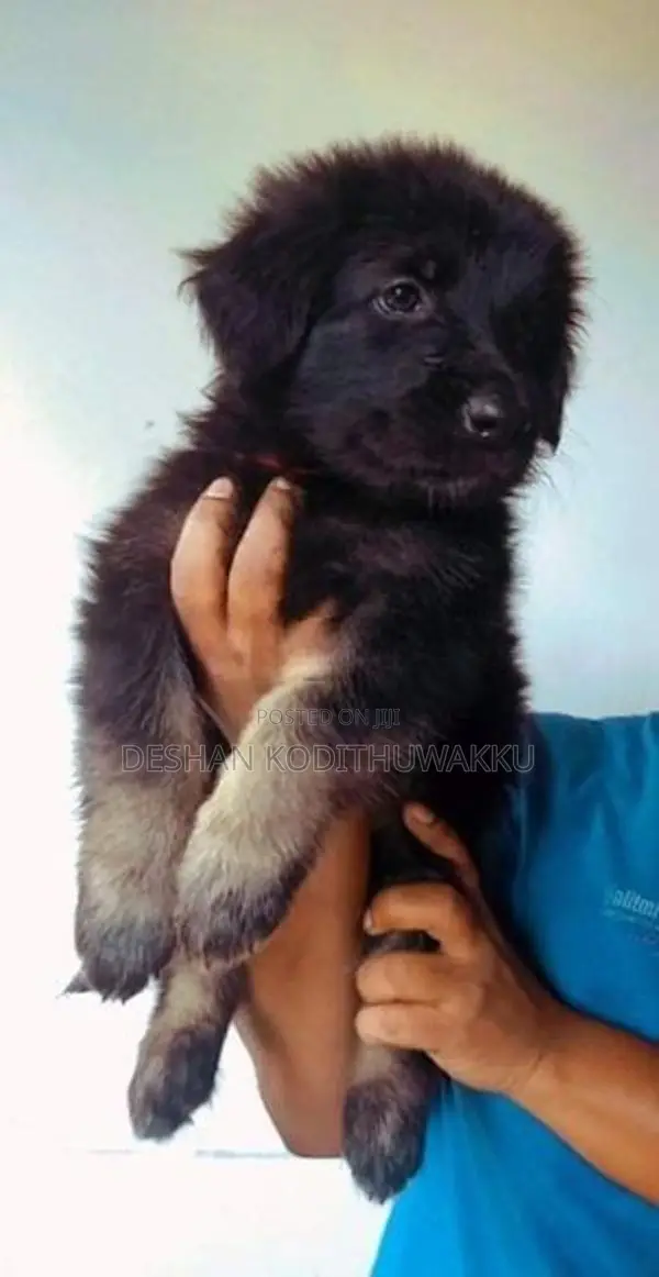 German Shepherd Puppies