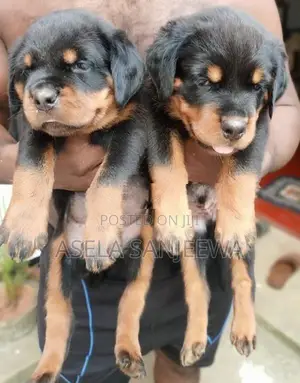 Rottweiler
