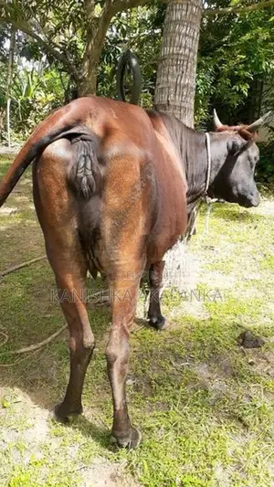 කිරි ගවයින් ( Milk cows )