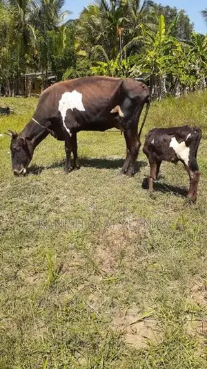 කිරි ගවයින් ( milk cows )