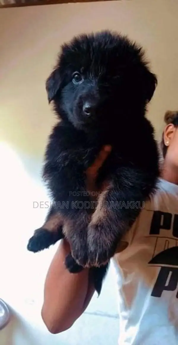 German Shepherd Puppies