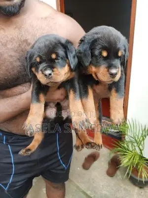 Rottweiler