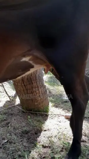 කිරි ගවයින් ( Milk cows )