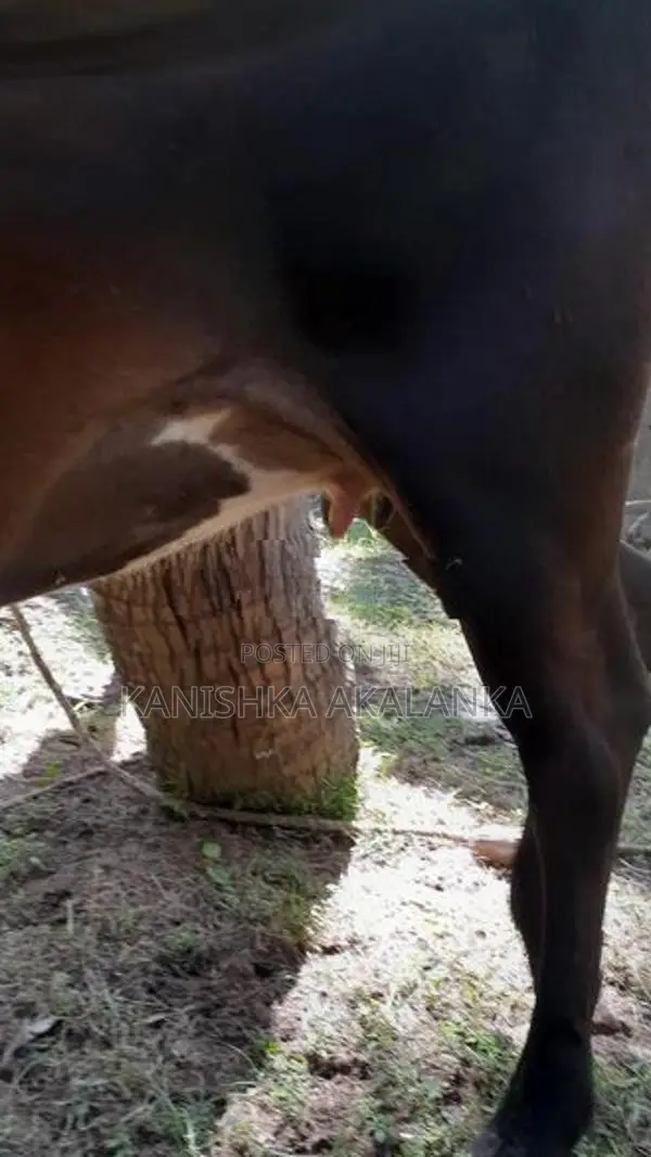 කිරි ගවයින් ( Milk cows )